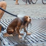 Czy są dostępne usługi kąpania psów w Warszawie? Przegląd profesjonalnych salonów groomingu